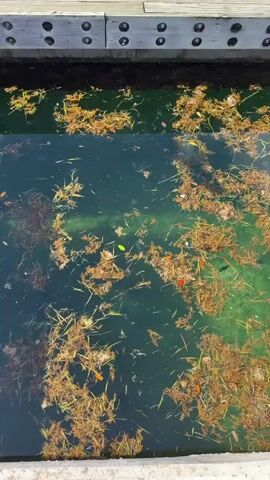 The video shows a top-down view of murky green water filled with floating debris. The debris consists of brown, dry plant matter, possibly grass or seaweed, and a few scattered colorful objects, including a bright green leaf and a red leaf or petal. The water appears to be contained within a structure, as a wooden plank walkway is visible at the top of the frame, secured with bolts. The edge of a concrete or stone barrier is visible at the bottom. Sunlight illuminates the scene, creating shadows and highlights on the water's surface. The overall impression is one of stagnant water at the edge of a dock or pier.