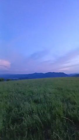 The video shows a grassy field with rolling hills in the distance under a twilight sky. The sky transitions from deep blue at the top to lighter shades of pink and orange near the horizon, with some wispy clouds. The grass in the foreground is green and appears to be slightly windblown. The overall atmosphere is serene and natural.