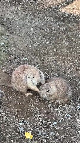 Two prairie dogs are on the ground. The prairie dog on the left is larger and has light brown fur. The prairie dog on the right is smaller and has darker brown fur. They are facing each other and appear to be interacting. The ground is made up of dirt and small rocks. There is a small yellow object on the ground in front of the prairie dogs.
