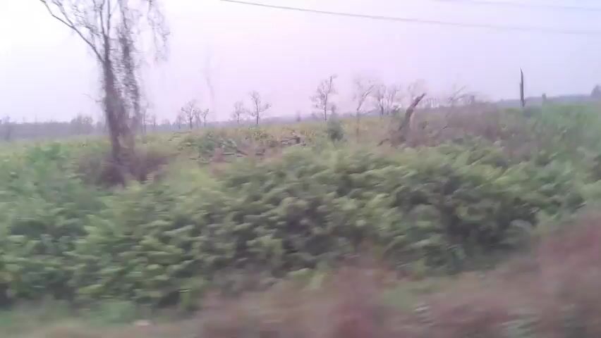 The video shows a landscape with dense green vegetation and some dead trees. Overhead power lines are visible against a hazy sky. The perspective suggests the camera is moving, possibly from a vehicle. The ground is covered in low-lying plants, with scattered taller, bare trees. The overall impression is of a rural or undeveloped area. There are no people or discernible actions.