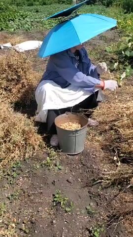 A person wearing a blue jacket, white apron, glasses, and gloves is kneeling in a garden. They are holding an umbrella to shield themselves from the sun. In front of them is a bucket filled with what appears to be harvested peanuts. The person is sorting through plants, likely harvesting more peanuts, and placing them in the bucket. The ground is covered in dirt and dried plant debris. There is greenery in the background.
