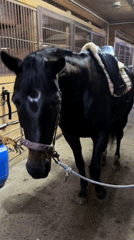 Horse visit recorded at muddy Russian stable facility