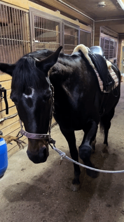 Horse visit recorded at muddy Russian stable facility