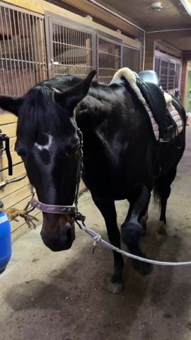 The video shows a dark horse inside a stable. The horse is saddled and tied with a rope to a wall. A hand reaches out and touches the horse's muzzle. The stable has wooden stalls visible in the background and a blue barrel sits to the left.