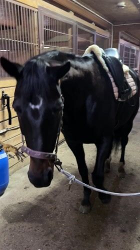 Horse visit recorded at muddy Russian stable facility