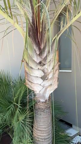 The video shows a close-up view of the trunk and lower fronds of a palm tree. The trunk is rough and textured with visible rings. The base of the fronds is covered in fibrous material and has a layered, scale-like appearance. Some of the fronds are green and healthy, while others appear dry and have brown tips. Long, thin, hair-like fibers hang down from the fronds. In the background, there is a plain wall and a hint of a window. To the left of the palm tree, there are other, smaller palm fronds. The lighting suggests it is daytime, possibly outdoors.