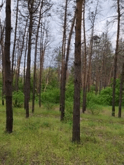 Pine forest exploration documented during overcast afternoon