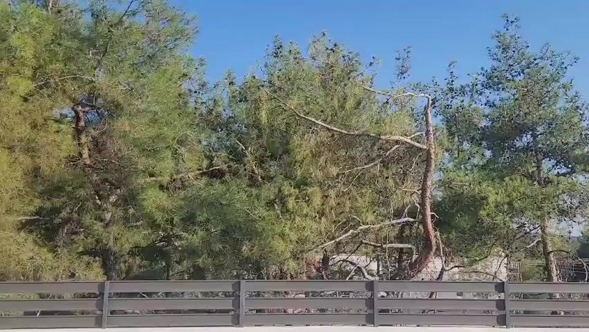 The video shows a view from a balcony or rooftop, looking out at a line of trees. In the foreground, there is a dark-colored fence with horizontal slats. Beyond the fence, several pine trees are visible, with some branches appearing dry and broken. A clear blue sky is present above the trees. In the distance, a modern-looking white building with windows can be seen, along with other houses and more trees. The overall impression is a sunny day in a residential area with a lot of greenery.