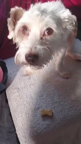 A small, white dog with light-brown markings on its ears looks down at a bone-shaped dog treat that's placed on a textured, light-gray surface. The dog has medium-length fur, a dark nose, and eyes that appear to be a reddish-brown color. The dog is positioned on the surface as if it's sitting or standing, with its paws visible in the shot. In the background, a person wearing a maroon-colored garment can be seen. The surface upon which the dog is sitting rests on a dark, patterned surface. The lighting suggests the scene is illuminated by daylight, possibly from a nearby window. The dog seems to be contemplating the treat in front of it, with its head slightly lowered.