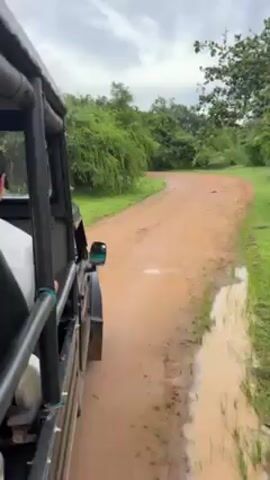 The video shows a view from the back of an open-sided vehicle moving along a dirt road. The road is reddish-brown and appears slightly wet, with some visible puddles. Green vegetation, including trees and grass, lines both sides of the road. The sky is overcast with gray clouds. The vehicle is dark, with a roll cage and black seats. A person in a white shirt and dark cap is visible in the driver's seat. The vehicle is moving at a moderate speed along a slightly winding path.