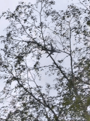 Aircraft spotted flying over Krasnoyarsk through tree canopy