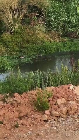 A body of water, possibly a canal or stream, flows from left to right across the frame. The water is murky and partially covered with green aquatic vegetation. The banks are overgrown with dense green foliage, including tall grasses, reeds, and leafy plants. In the foreground, there is a pile of reddish-brown soil and rocks, suggesting a construction or excavation site. On the left side of the water, several dark shapes are visible, possibly ducks, swimming in a line. The lighting suggests it is daytime with sunlight filtering through the vegetation. The overall scene depicts a natural or semi-natural environment with signs of human activity.