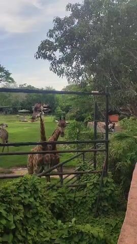 The video shows a group of giraffes in an enclosure at a zoo. The enclosure is grassy and has a few small structures with thatched roofs. There is a metal fence separating the viewer from the giraffes, and some greenery is growing on the fence. A couple of people can be seen in the background, observing the giraffes. The giraffes are brown with dark spots, and they are standing and moving around. The sky is partly cloudy and trees surround the enclosure.