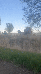 Deer spotted in field near Hudson, Wyoming road