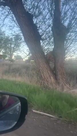 The video shows a group of deer in a field next to a road. A red farm machine is visible in the background. The camera appears to be moving in a vehicle. The environment is rural, with grass, trees, and a clear sky.