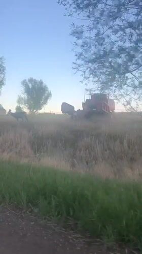 Deer spotted in field near Hudson, Wyoming road