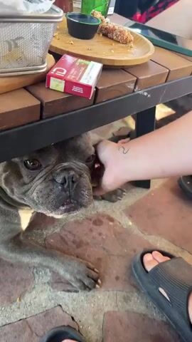 This media file captures a close-up view of a French Bulldog's face, peeking out from under a dark table. The dog has a grey coat with some lighter markings and its ears are visible. A human hand is gently petting the dog's head. The setting appears to be outdoors, with a brick-like floor and a wooden table. In the background, parts of what look like food items on a wooden plate and a red and white box are visible on the table. The lighting suggests it is daytime. The dog's expression is somewhat serious, while the interaction with the hand seems tender. The visible text on the red and white box includes "5" and "NO".