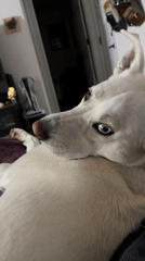 Lazy morning with a blue-eyed white dog on the couch
