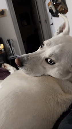 Lazy morning with a blue-eyed white dog on the couch
