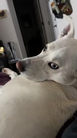 A white dog with blue eyes lies on its side, looking to the left. A finger approaches the dog's nose, and the dog opens its mouth, showing its teeth. The background is blurred and appears to be a room with furniture.