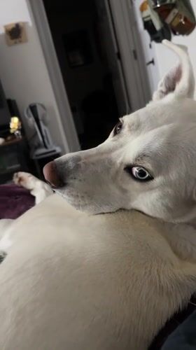 Lazy morning with a blue-eyed white dog on the couch