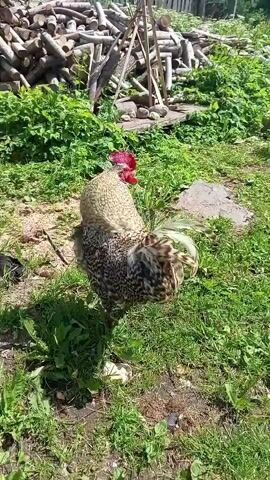 A rooster stands on a grassy area with a pile of chopped wood in the background. The rooster is predominantly gray and black with some white markings and a red comb and wattle. It turns its head and looks around. The sun is shining, casting shadows on the ground.