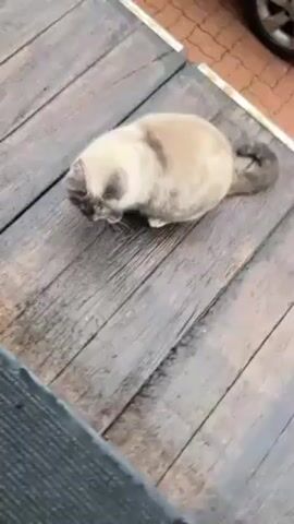 A video shows a light-colored cat with dark markings on a weathered wooden surface. A person's hand reaches down and pets the cat on the head and back. The cat stands, briefly walks, then crouches and looks downward.  Another person’s hand and object approach the cat. The background includes brickwork and the wheel of a vehicle.