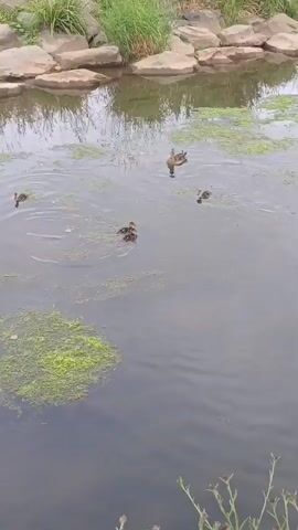 A flock of ducks swims in a pond. The ducks are of various sizes, with one adult duck and several ducklings. The pond is surrounded by rocks and green vegetation. The water is murky and has patches of green algae. The ducks are swimming in a line, with the adult duck in front. The ducklings are following closely behind their mother. The scene is peaceful and serene.