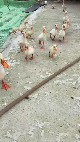 The video shows a group of ducklings on a concrete surface. The ducklings are mostly white and yellow with some gray markings. They have orange beaks and webbed feet. A person's hand, with white nail polish, enters the frame and offers food or interaction to the ducklings, who approach and peck at the hand. There is a thin, dark brown bar running horizontally across the middle of the frame. In the background, there are some green, woven mats.