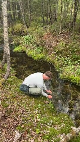 A man is squatting by a shallow stream in a forest, drinking water directly from it. The man is wearing a light-colored long-sleeved shirt, olive-green pants, and dark shoes. The stream is surrounded by lush green moss, grass, and small white flowers. The forest consists of slender trees with light-colored bark and a ground cover of fallen leaves and vegetation. The water appears clear and calm.