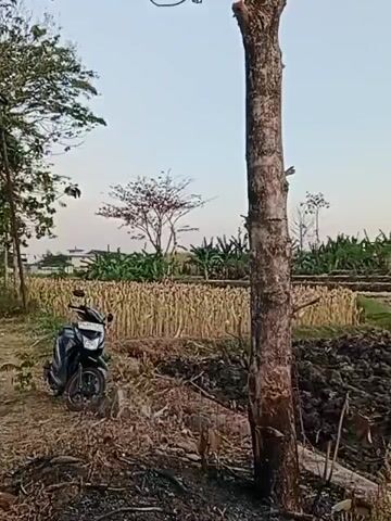 A motorcycle is parked on the left side of the frame in a rural landscape. The motorcycle is dark-colored with red accents. In the background, there is a field of dry corn stalks, and further back, banana trees and other vegetation. A large, dead tree trunk stands prominently in the foreground on the right side of the frame. The ground in the foreground is disturbed earth, suggesting recent plowing. The sky is clear and light blue, indicating either early morning or late afternoon.