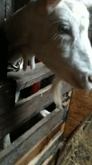 Up close with goats in a barn