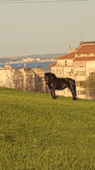 Horses graze on hillside overlooking Burgas, Bulgaria