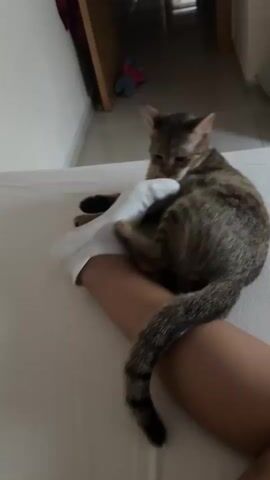 In this media file, a tabby cat is lying on a white surface, possibly a bed, and appears to be playing with a person's foot. The cat is positioned on top of the foot, with its paws around it and its head close to the socked foot. The cat is actively engaging with the foot, seemingly biting or chewing on the sock.

The background of the scene suggests an indoor setting, likely a bedroom or living area. There's a doorway visible in the background, leading to a hallway, and some furniture or objects can be seen, including what appears to be a stuffed toy on the floor. The lighting in the scene is soft, indicating it could be daytime.

The overall mood seems playful and affectionate, with the cat exhibiting typical feline behavior towards a familiar object or person. The person's leg is also visible, adding to the context of interaction. There are no discernible emotions explicitly displayed by the person, but the cat's actions suggest a sense of comfort and engagement. The visual quality of the media is somewhat blurred, especially the person's leg, which might indicate movement during the recording. No visible text is present in the media.