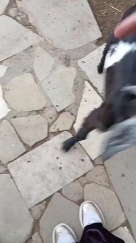 A person wearing purple velvet and white sneakers is standing on a stone pathway. A black and white goat with grey ears is approaching the person and nudging their hand. The goat is looking up at the person. The environment appears to be outdoors with dirt and dry grass visible.