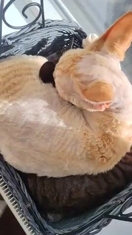A close-up shot shows a ginger and white cat curled up in a basket. The cat's fur appears to be short and wavy, characteristic of a Rex breed. Its eyes are closed, suggesting it is sleeping or resting. The cat is positioned on top of a darker-colored object, possibly another cat or a dark cushion. The basket is made of woven material and has a black handle or decorative element. The background is blurred but suggests an indoor setting, possibly near a window with natural light. The camera angle is overhead, focusing on the cat's head and body. The video is short, with minimal movement, emphasizing the peaceful scene.
