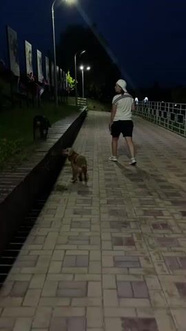 At night, two dogs and a person are on a paved walkway. One dog, a medium-sized brown dog with a yellow harness, is jumping up and reaching into a black drainage ditch on the left side of the walkway. Behind and slightly to the left of the brown dog, a smaller, dark-colored dog is sniffing the ground. A person wearing a white cap, a white t-shirt, and dark shorts is walking away from the camera down the walkway. The walkway is illuminated by streetlights, and there are several vertical posters with images on them along the left side of the walkway, behind the drainage ditch. The environment appears to be a park or public promenade with a railing on the right side of the walkway.