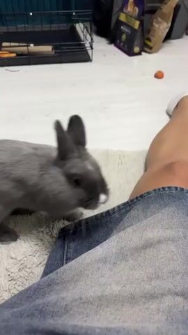 A gray bunny with a white marking on its nose is sitting on a fluffy rug. The bunny is looking towards the camera. In the foreground, a person's legs wearing blue jeans are visible. In the background, a pet cage with some items inside is visible, along with a dark purple box. The scene appears to be indoors, possibly a living room or a dedicated pet area. The lighting suggests it could be daytime, but the specific time is not discernible. There are no visible signs of weather or specific location cues beyond what can be inferred from the pet cage and general indoor setting. The emotion conveyed is one of gentle interaction between a pet and its owner, with the bunny appearing curious and calm. There is no visible text in the media file.
