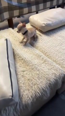 A very small chihuahua puppy with tan fur and big ears is sitting on a cream-colored fuzzy rug. The puppy is wearing a black collar. The puppy is looking directly at the camera. To the left of the puppy is a white pillow or cushion, and to the right is another white cushion or pillow. Behind the puppy is a wooden table with a checkered tablecloth. The puppy is in a low-angle shot, with the camera close to the rug. The lighting is warm and natural.