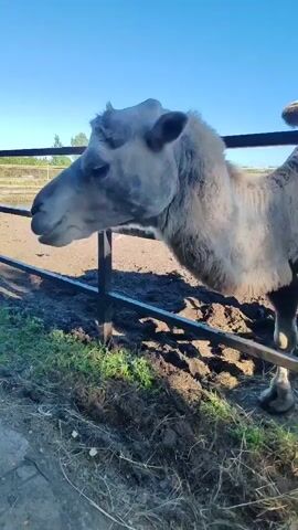 A camel stands behind a metal fence, looking towards the camera. The camel is light brown and has two humps. The background shows a fence, some dry hay, and a blue sky. The ground appears to be dirt and grass. The video is a close-up shot of the camel's head and upper body, with the camera slowly panning.