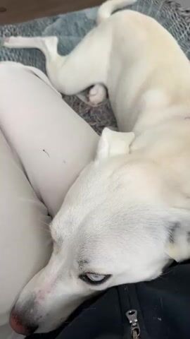 This is a close-up, overhead shot of a white dog with striking blue eyes lying down, its head resting on a person's lap. The dog is positioned on a patterned blanket, with a portion of the person's light-colored pants visible in the foreground and a dark-colored hooded jacket beneath the dog's head. A hand is gently petting the dog's head, suggesting a moment of affection and relaxation. The dog appears calm and content. The lighting suggests it's daytime, likely indoors. No text is visible in the media.