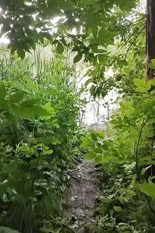 A narrow, uneven path made of dirt and debris leads through dense green foliage towards a body of water. The water is calm and reflects the overcast sky. Tall grasses and reeds line the edge of the water, creating a natural barrier. The overall impression is one of an untouched, natural environment.