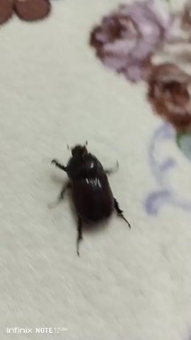 A close-up video shows a brown beetle on a white, textured surface. The beetle is in focus at the center of the frame, with its legs splayed. There are blurry brown floral patterns in the background and upper right corner. The bottom left corner of the frame shows a watermark that reads "Infinix NOTE 12 2023". The video is approximately 4 seconds long and shows minimal movement of the beetle.