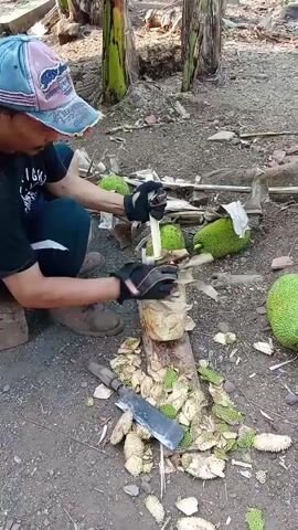 A person wearing a blue and pink baseball cap and black gloves is kneeling on the ground and using a knife to peel a large fruit. Several other similar fruits are scattered around the person. The ground is dirt and there are some trees in the background. The person is using a wooden stand to hold the fruit while they peel it. The person is focused on their task, and the overall scene appears to be outdoors in a rural or tropical setting.