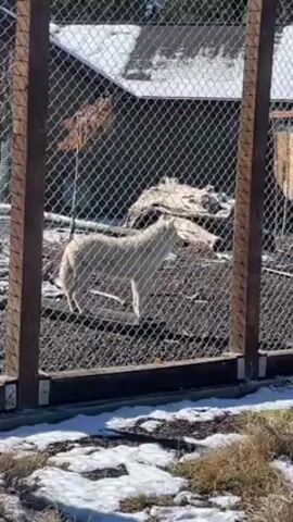 The video shows a light-colored wolf inside a chain-link enclosure with wooden supports. The wolf is standing and then starts to walk slowly across the enclosure. The ground inside the enclosure is a mix of dark soil, and there are some logs and sticks scattered about. Outside the enclosure, there's a patch of ground covered in patchy snow and dry grass. In the background, behind the enclosure, there is a building with a dark roof. The lighting suggests it's a sunny day.