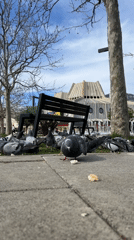 Street scenes with stray animals and art in Bar