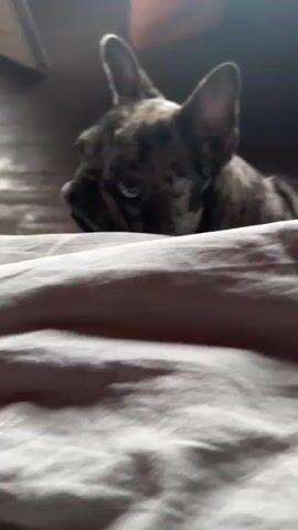 A french bulldog with a brindle coat and one blue eye peeks over a white surface. The dog's head is tilted and its eyes are looking directly at the camera. The background is dark and out of focus. The lighting is dim, coming from the left side of the frame.