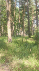 Forest paths and outdoor gear in a rural Russian village