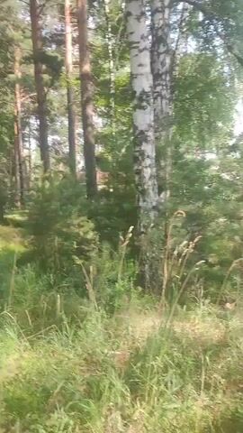 The video shows a path through a forest. The path is dirt and has some gravel. There are tall trees on both sides of the path, with green foliage. The sun is shining through the trees, creating dappled light on the ground. The camera is moving along the path, giving a sense of walking or driving through the forest.