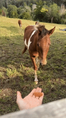 Feeding and hanging out with horses at a Thora property